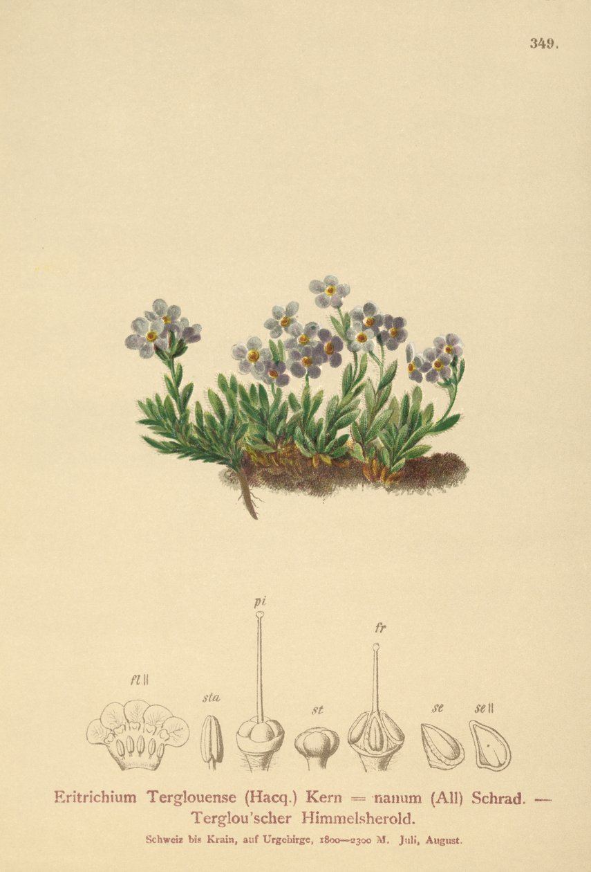 Arktická pomněnka (Eritrichium nanum, Eritrichium Terglouense) od German School