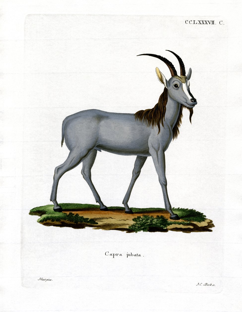 Argali (barevná rytina) od German School
