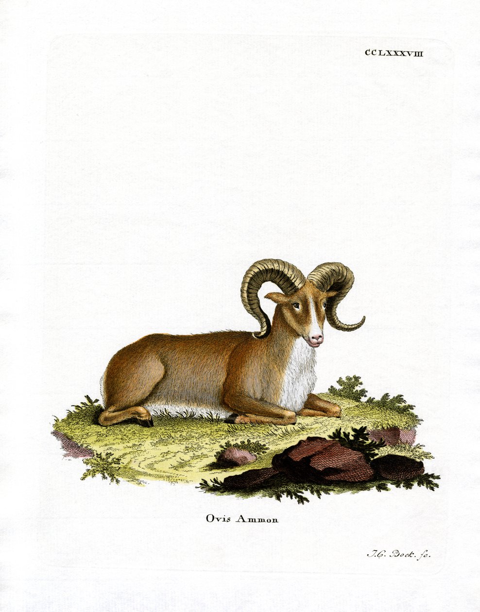 Argali (barevná rytina) od German School