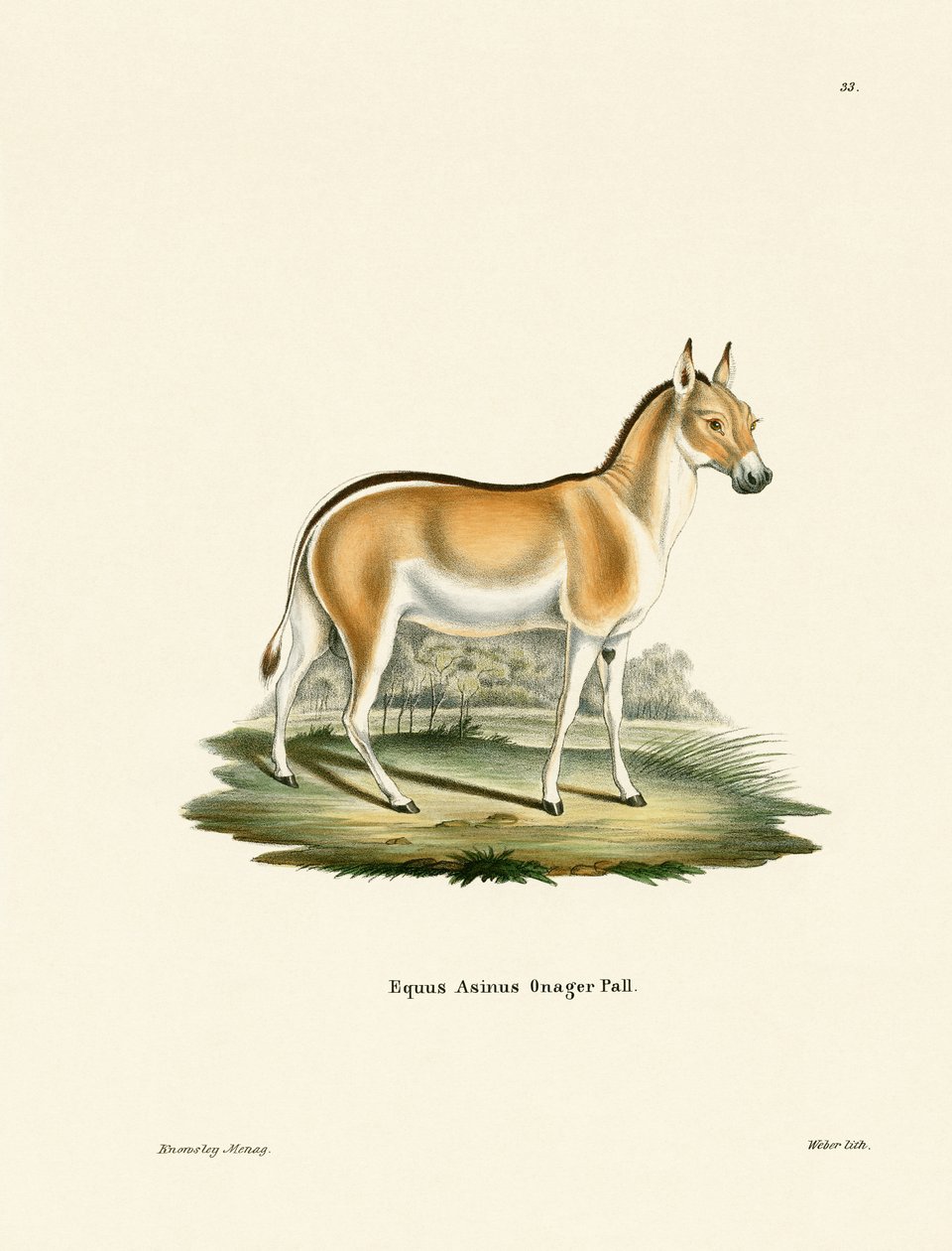 Asian Wild Ass (barevné gravírování) od German School