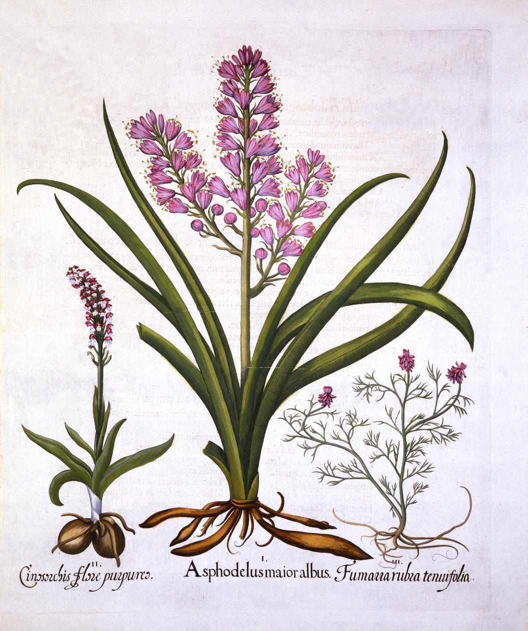 Asphodel, Burnt Orchid a Fumaria Spicata, od Hortus Eystettensis, Basil Besler (1561-1629), hospoda. 1613 (ručně kolorovaná rytina) od German School