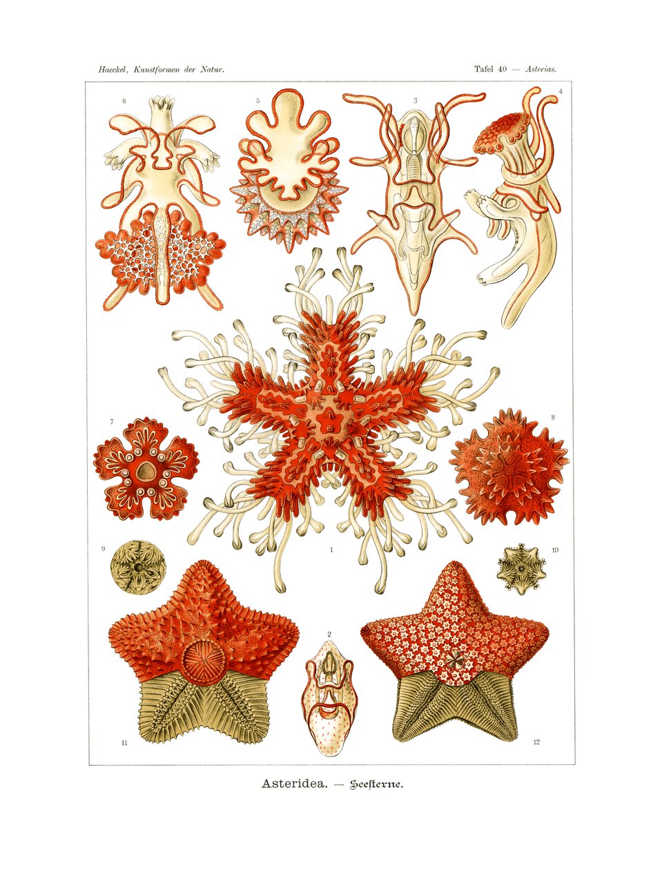 Asteridea od German School