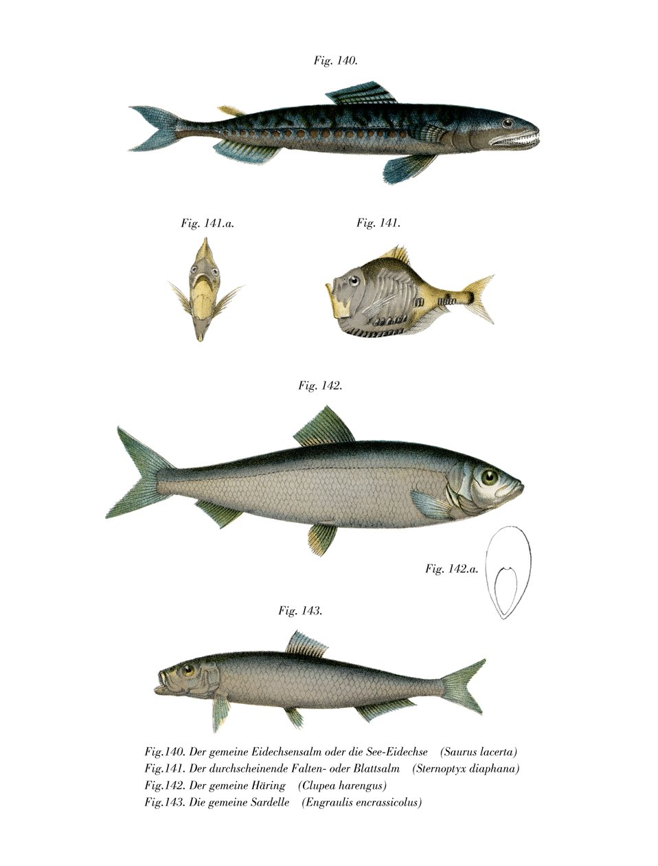 Atlantic Saury (barva litho) od German School