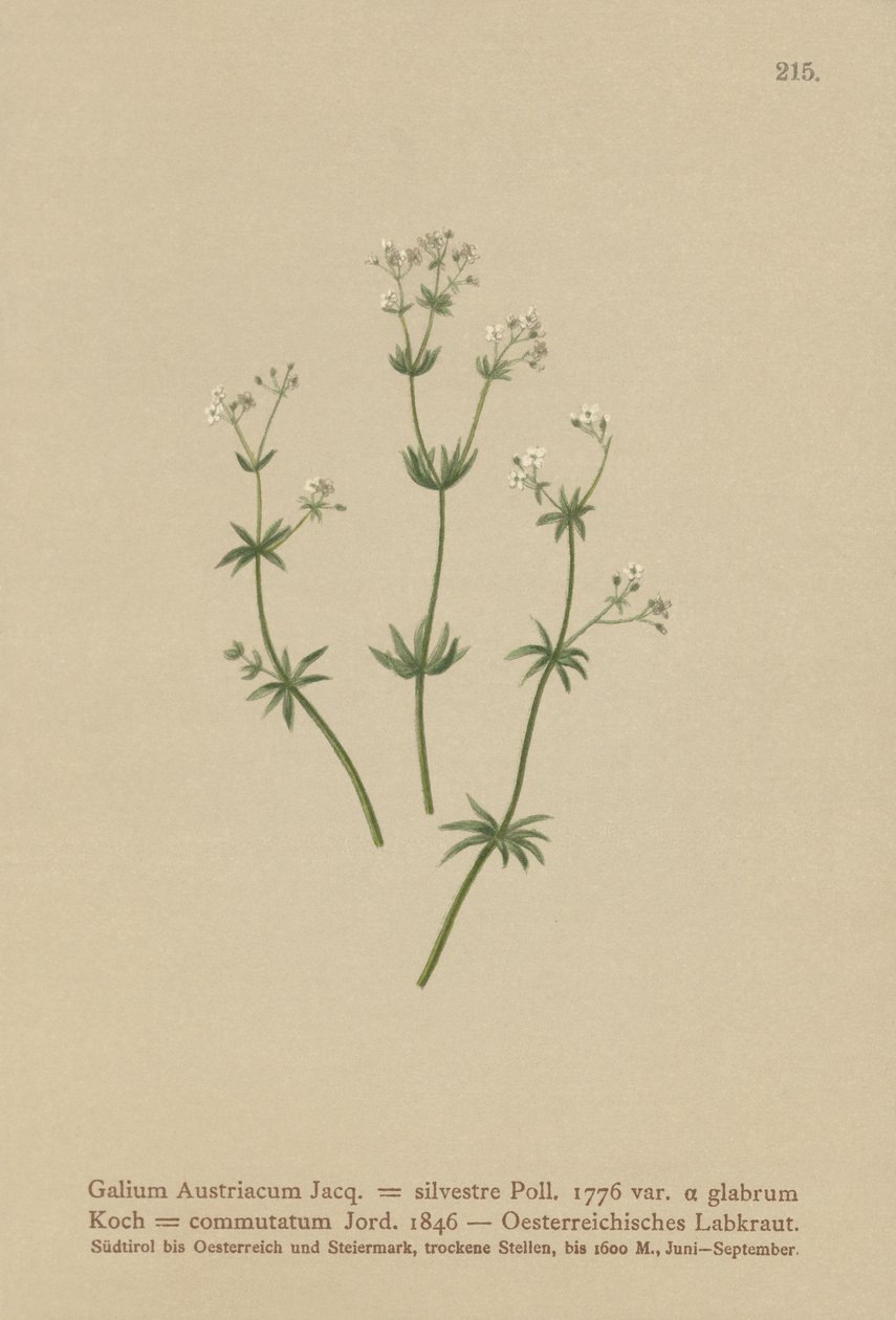 Svízel rakouský ( Galium Austriacum , Galium wild ( var. glabrum ) Galium od German School