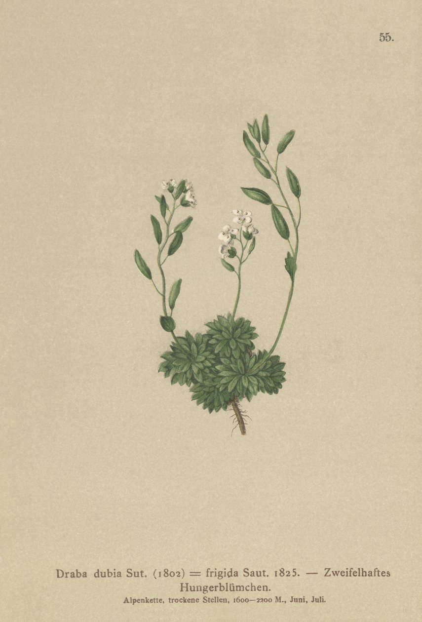 Rakouská tráva Whitlow Grass (Draba dubia, Draba frigida) od German School