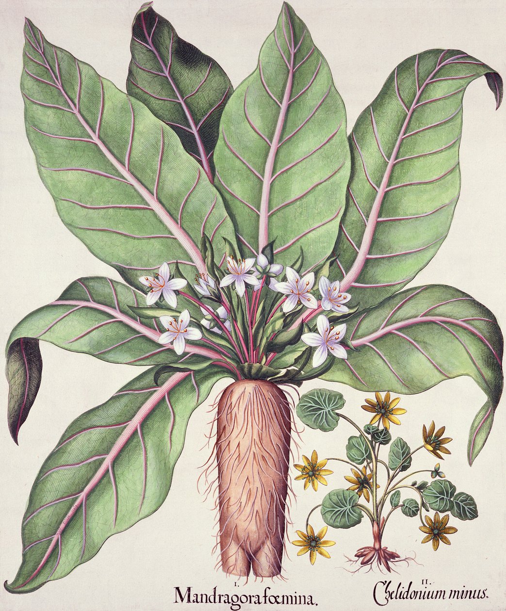 Podzimní mandragora, z hospody Hortus Eystettensis od Basila Beslera (1561-1629). 1613 (ručně kolorovaná rytina) od German School