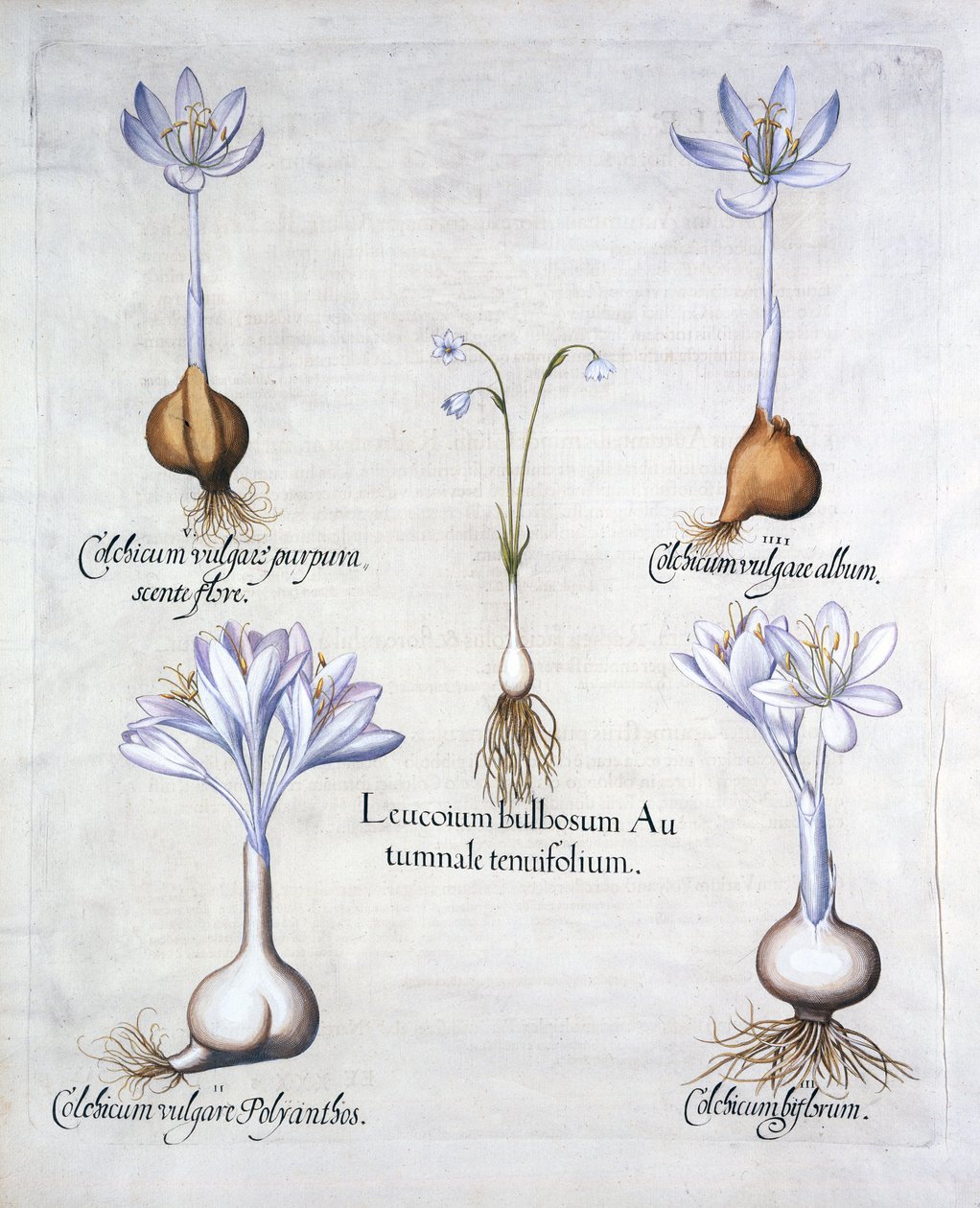 Podzimní vločka a luční šafrány, od Hortus Eystettensis, Basil Besler (1561-1629), hospoda. 1613 (ručně kolorovaná rytina) od German School