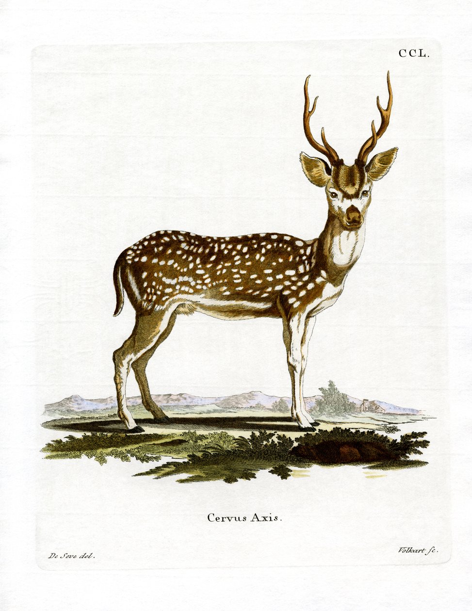 Axis Deer (barevné rytí) od German School