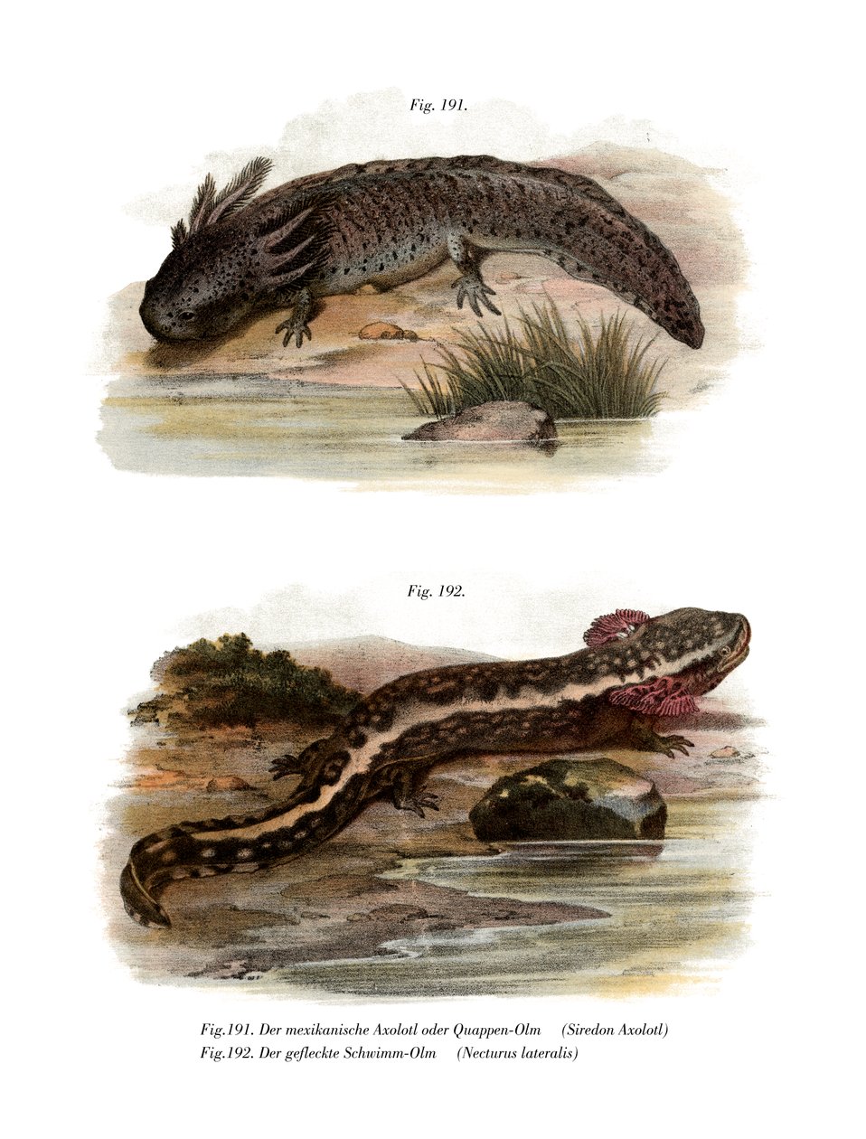 Axolotl (barevní členové) od German School