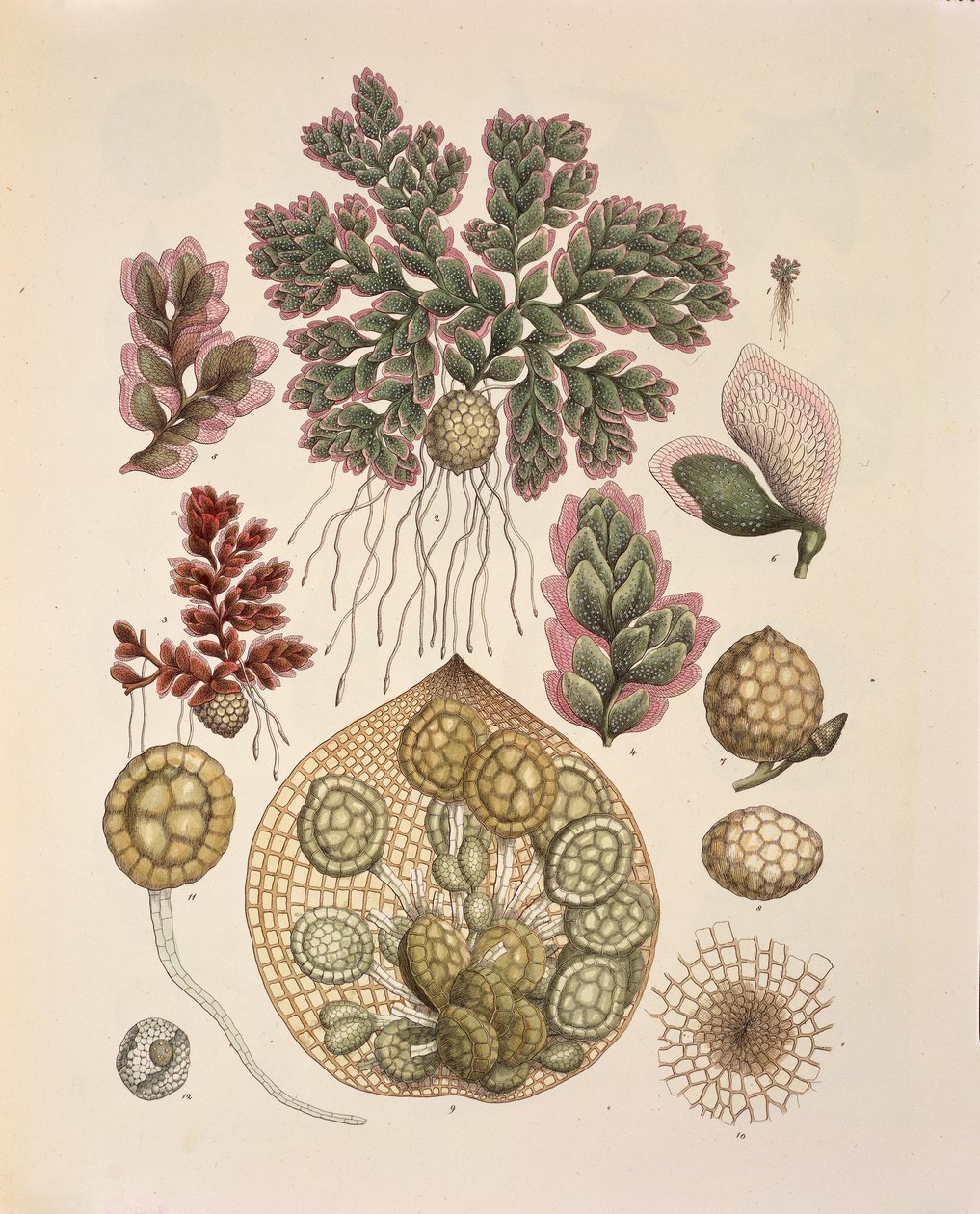 Azolla (vodní kapradiny), tabulka 74 z 