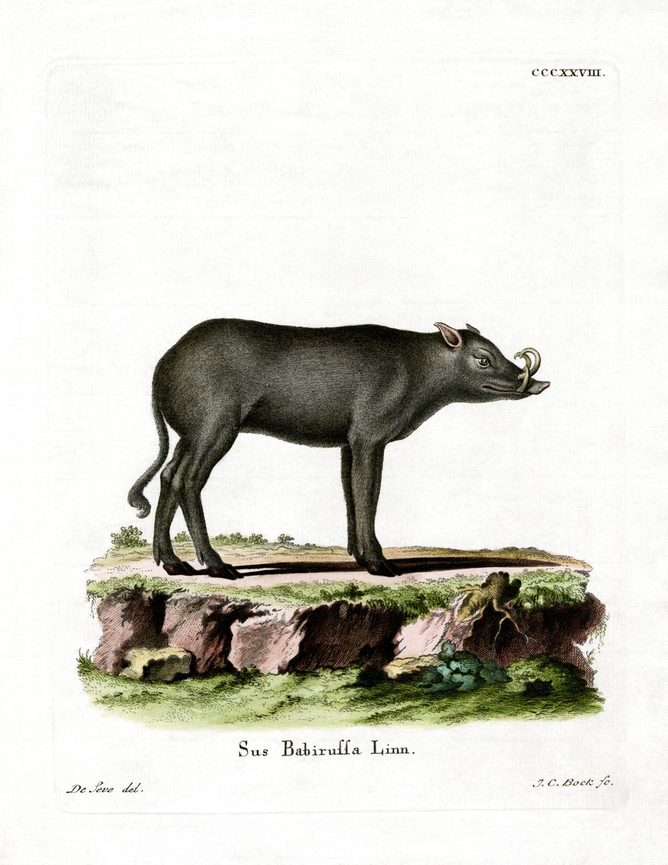 Babirusa (barevná rytina) od German School