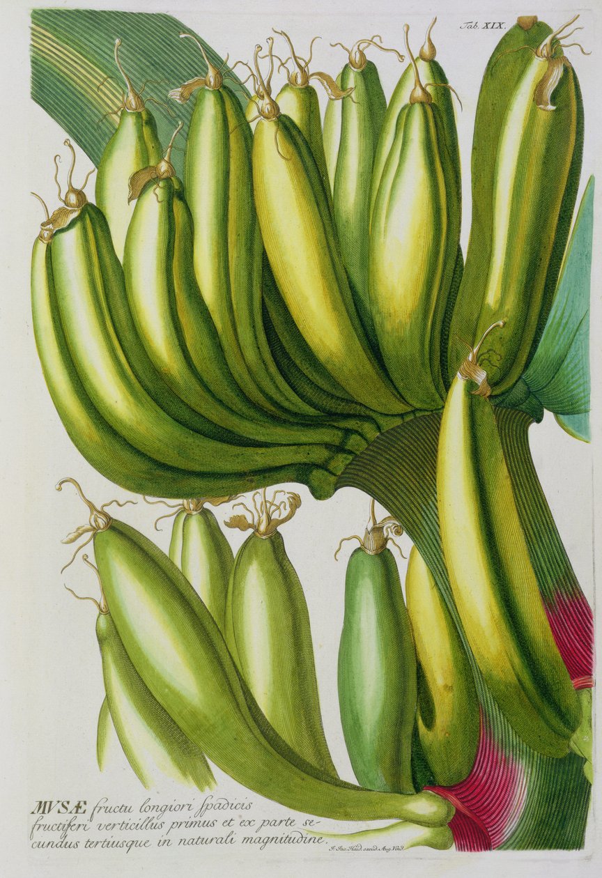 Banán, vyryl Johann Jakob Haid (1704-67), deska 19 z botanické knihy, vyd. Augustus Vind od German School