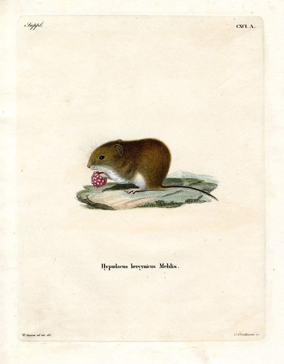 Bank Vole (barevné rytí) od German School