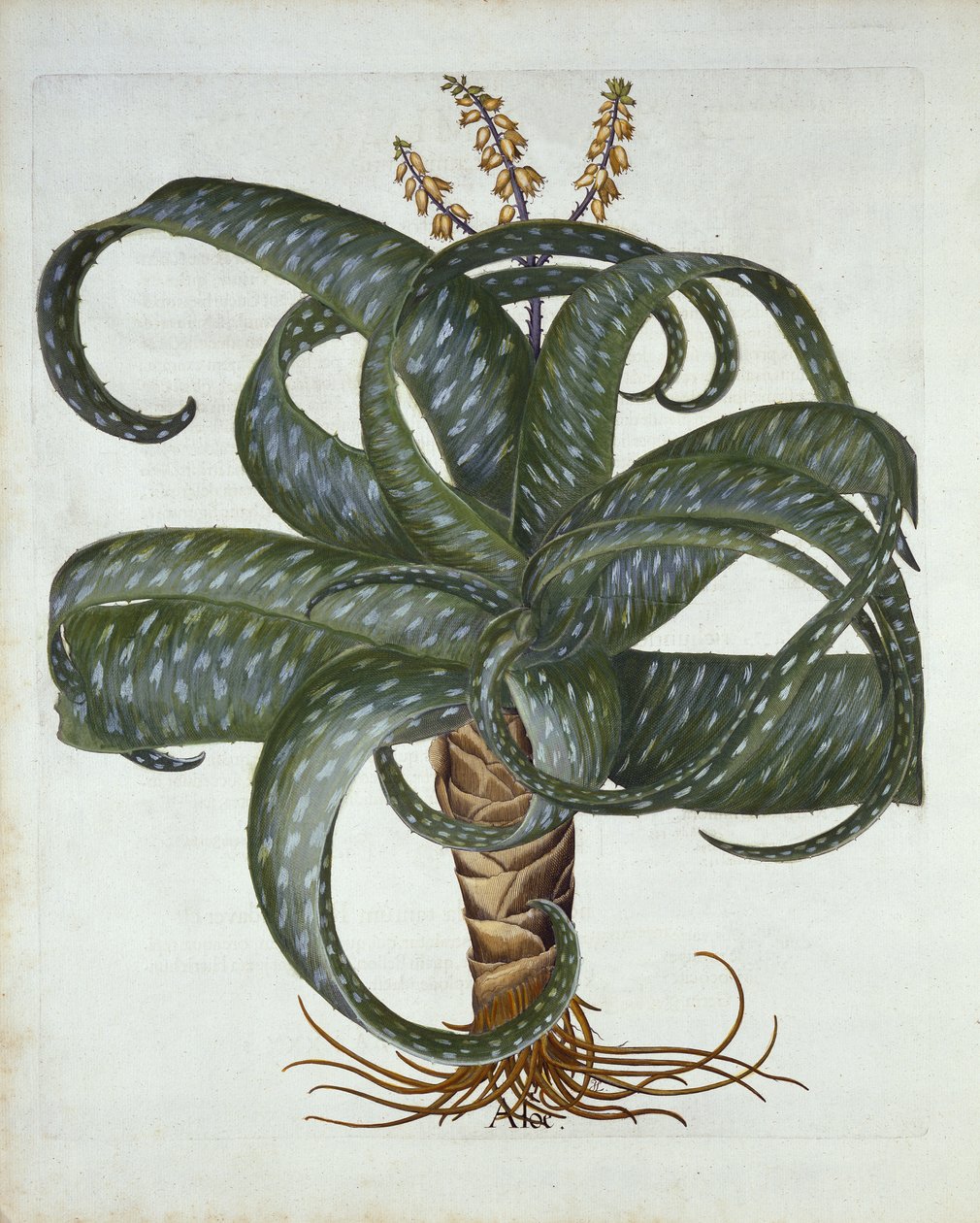 Barbados Aloe, od Hortus Eystettensis, od Basila Beslera (1561-1629) hospoda. 1613 od German School