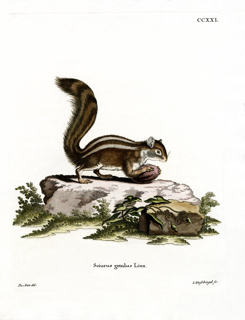 Barbary Ground Squirrel (barevná rytina) od German School