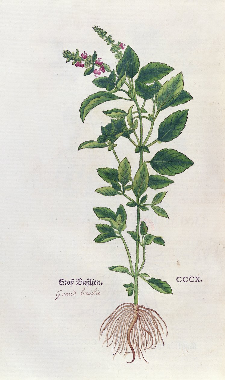 Basil, botanická deska z Herbáře od Leonharta Fuchse (1501-66), publikovaná v Basileji, 1543 od German School