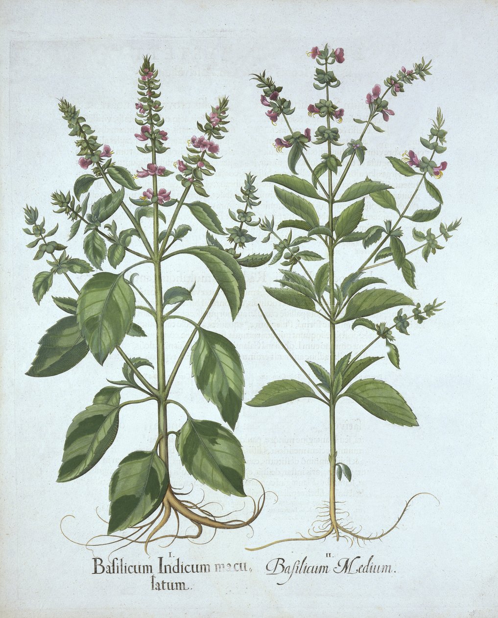 Basil, od Hortus Eystettensis, od Basila Beslera (1561-1629), hospoda. 1613 (ručně kolorovaná rytina) od German School