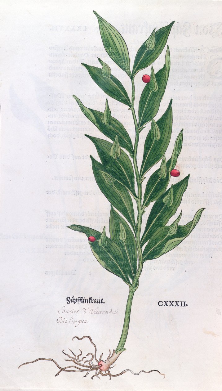 Baytree, ilustrace pro Herbář od Leonharta Fuchse (1501-66), vydaný v Basileji, 1555 (barevná rytina) od German School