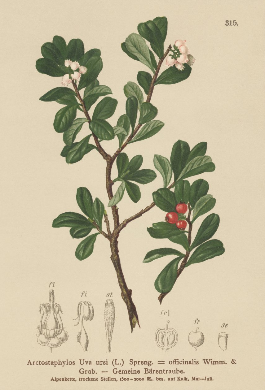 Medvědice lékařská (Arctostaphylos Uva ursi, Arctostaphylos officinalis) od German School