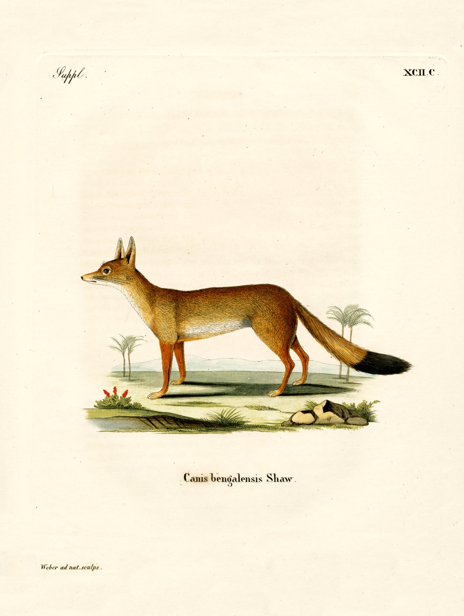 Bengal Fox (barevná rytina) od German School