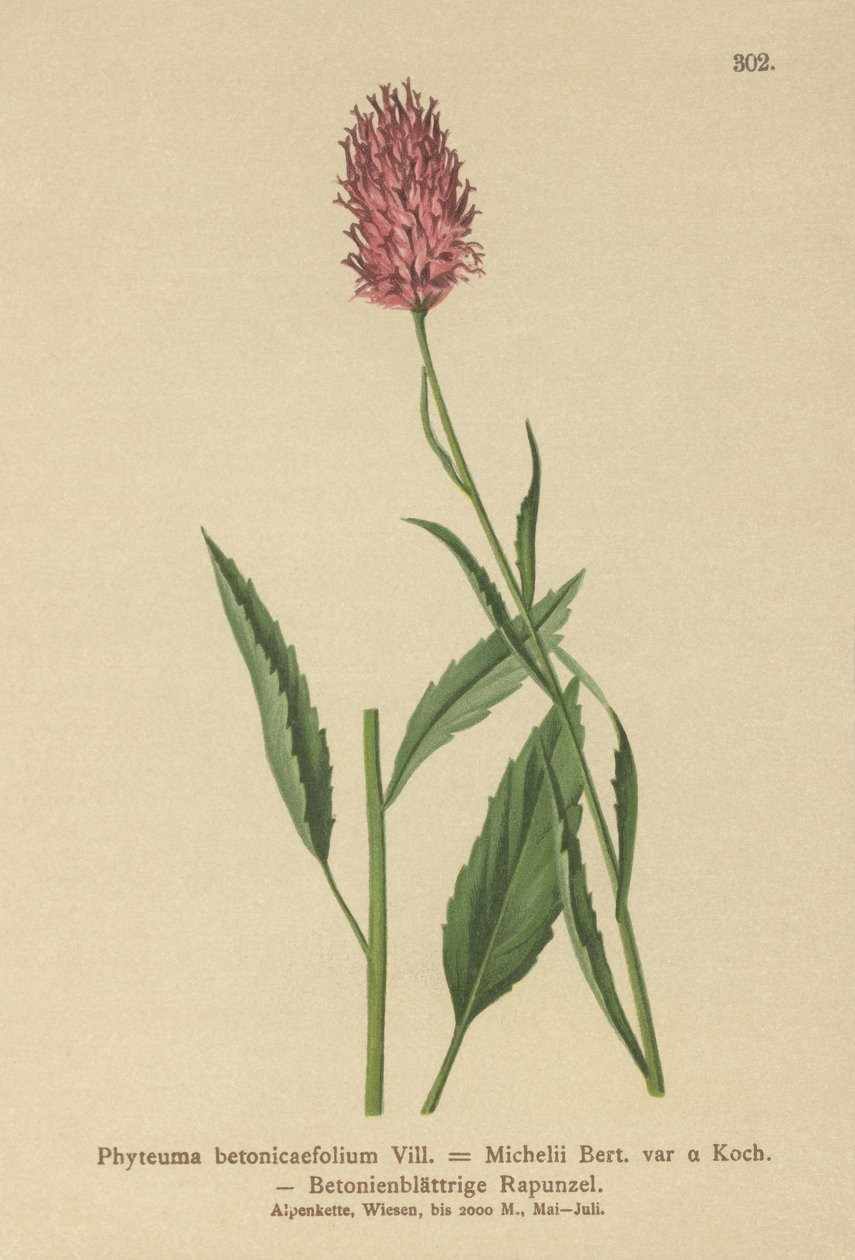 Rampion betonový (Phyteuma betonicaefolium) od German School