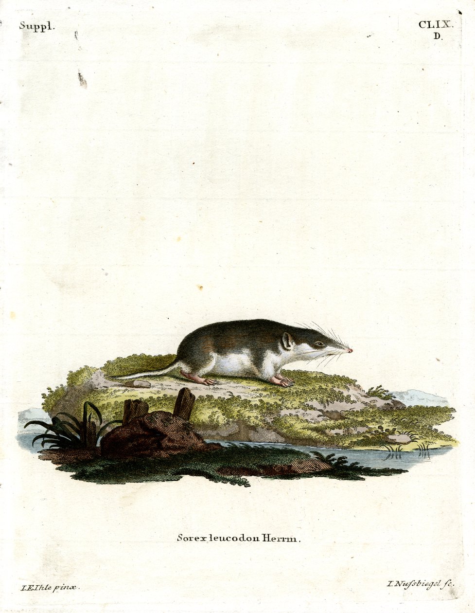 Bicolored Shrew (barevné rytí) od German School