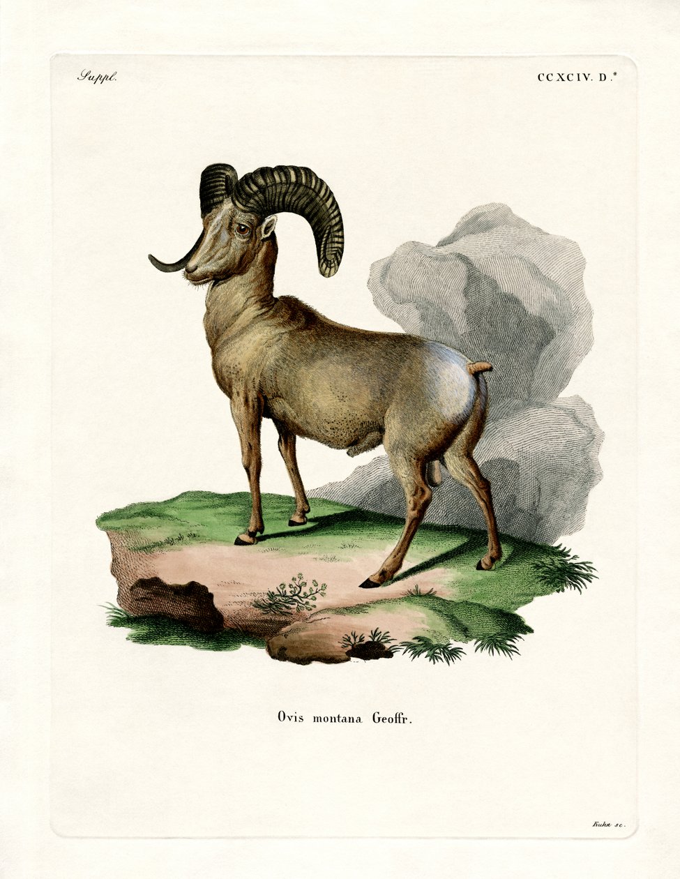 Bighorn ovce (barevné rytí) od German School
