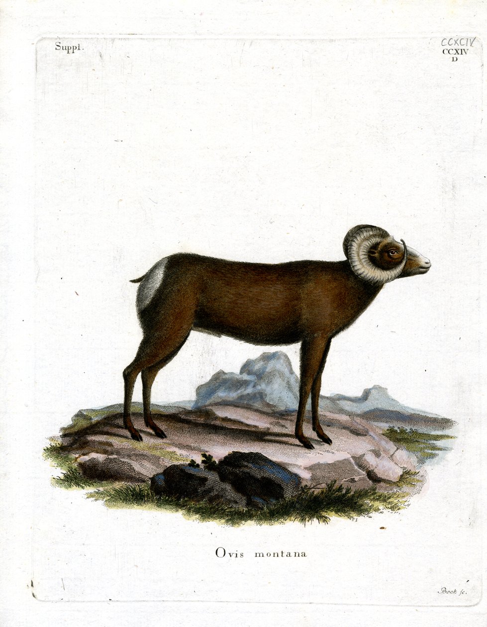Bighorn ovce (barevné rytí) od German School