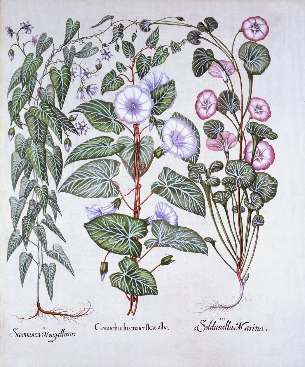 Svlačec, psi Bane a Mořská svlačec, od Hortus Eystettensis, Basil Besler (1561-1629), pub. 1613 (ručně kolorovaná rytina) od German School