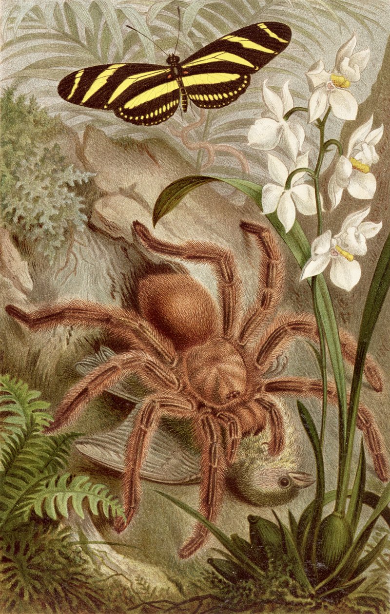 Ptačí pavouk, deska z Brehmsova Tierlebenu: Allgemeine Kunde des Tierreichs, sv. 9, str. 698, vydal Bibliographisches Institut, 1892. od German School