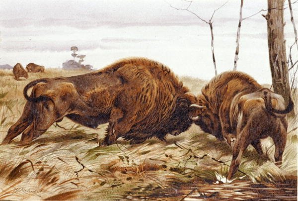 Bison, deska z "Brehms Tierleben: Allgemeine Kunde des Tierreichs", sv. 3, str. 260, vydal Bibliographisches Institut od German School