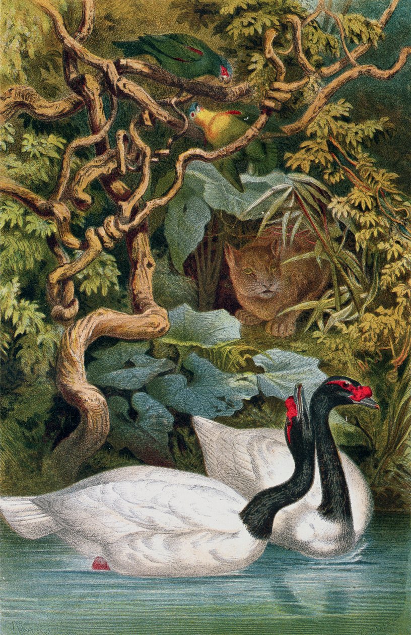 Labuť černokrká, deska od Brehmse Tierleben: Allgemeine Kunde des Tierreichs, sv. 6, s. 598, vydal Bibliographisches Institut, 1892 od German School