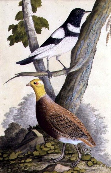 Drozd černohrdlý (Turdus ruficollis) a koroptev (Perdix perdix), c.1740 (akvarel na papíře) od German School