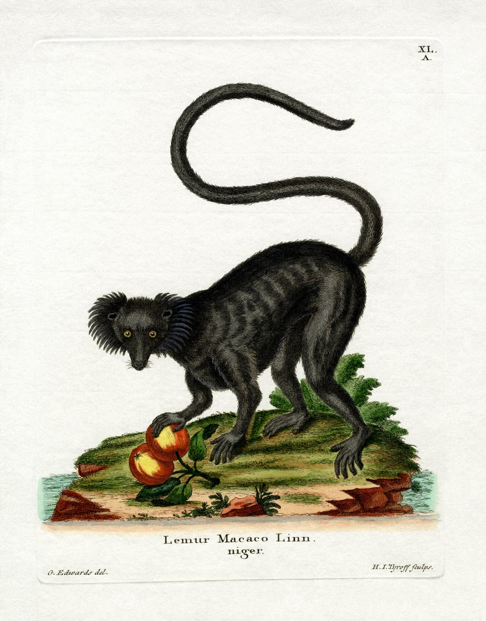 Black Lemur (barevná rytina) od German School