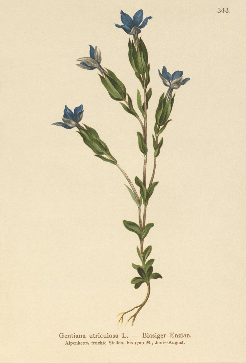 Hořec močového měchýře (Gentiana utriculosa) od German School