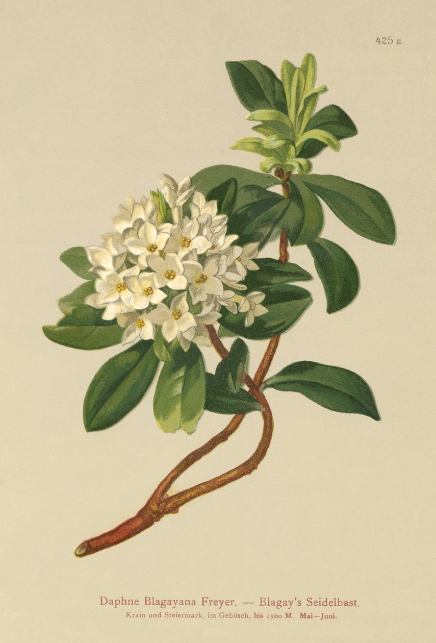 Blagays Daphne (Daphne Blagayana Freyer) od German School