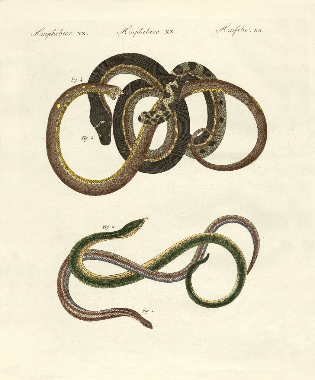 Blindworms od German School