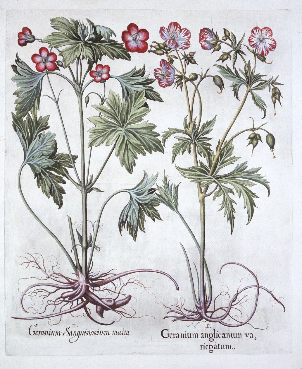 Krvavý Cranesbill a Bigroot Cranesbill, od Hortus Eystettensis, Basil Besler (1561-1629), hospoda. 1613 (ručně kolorovaná rytina) od German School