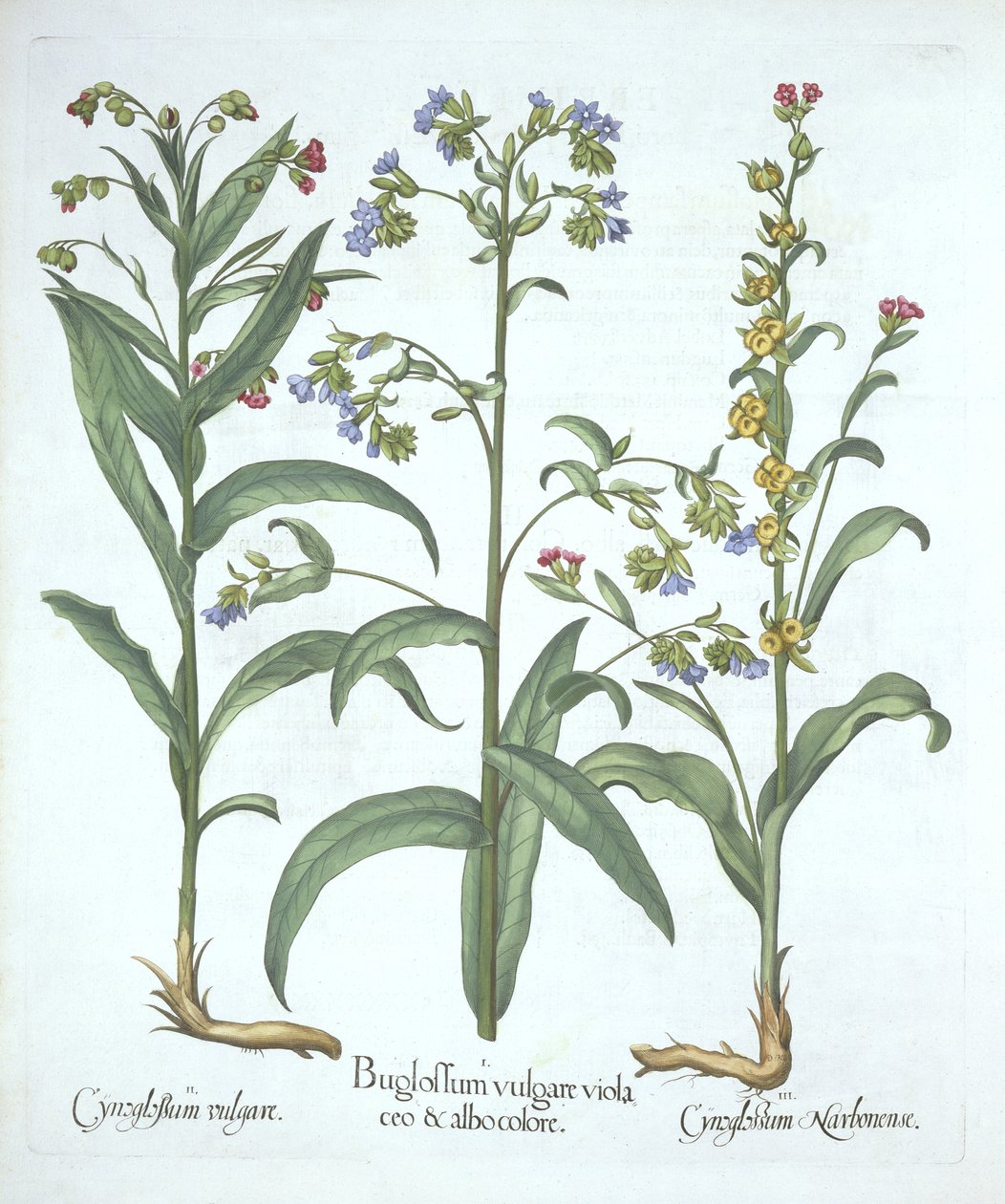 Modrý alkanet a dvě odrůdy honičského jazyka, od Hortus Eystettensis, Basil Besler (1561-1629), hospoda. 1613 (ručně kolorovaná rytina) od German School