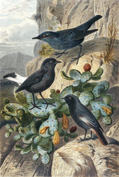 Blue Rock Thrush, Black Wheatear and Redtail, deska z "Brehms Tierleben: Allgemeine Kunde des Tierreichs", sv. 57, vydal Bibliographisches Institut od German School