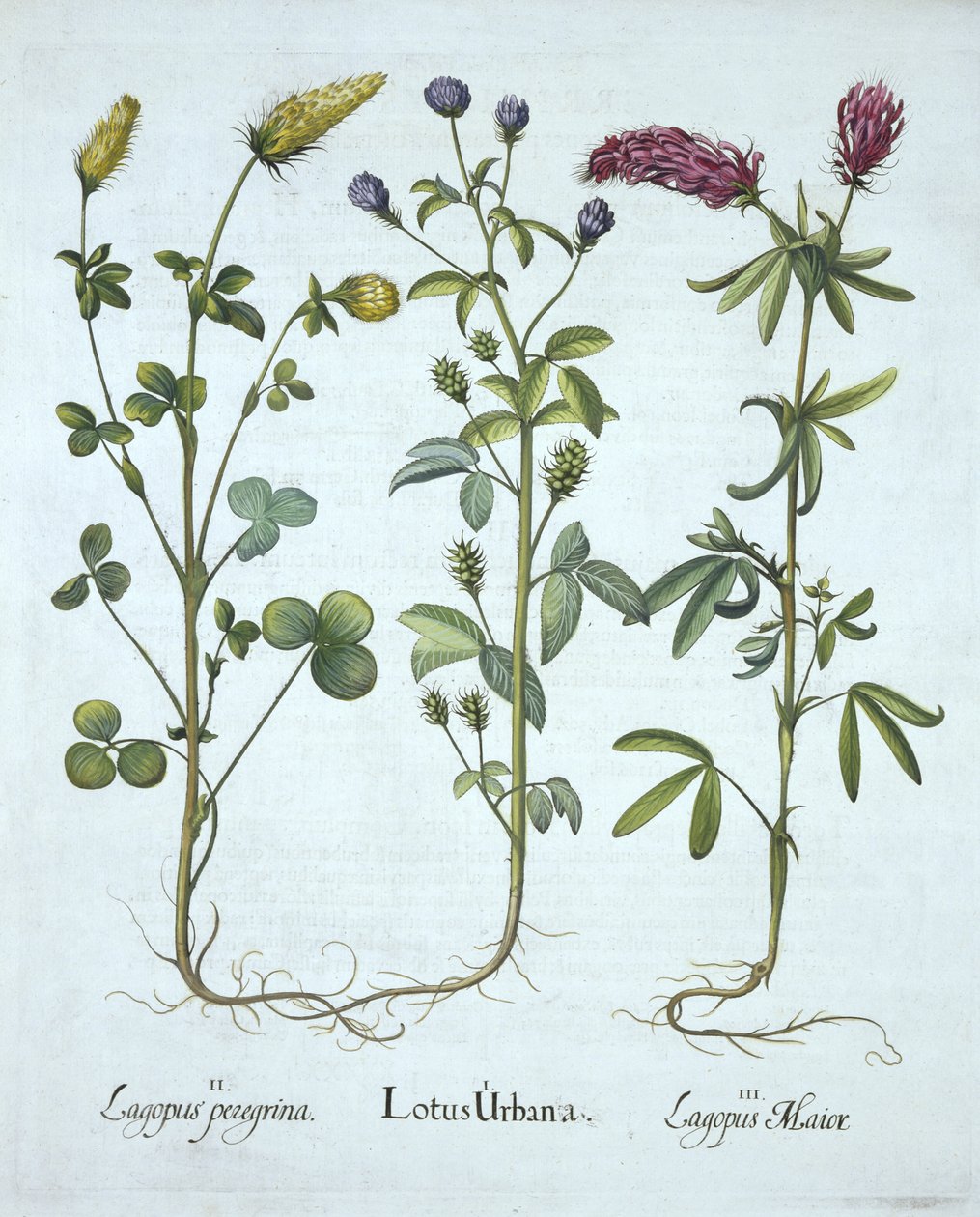 Blue Troginella, Yellow Clover, Red Wood Clover, od Hortus Eystettensis, od Basila Beslera (1561-1629) hospoda. 1613 (ručně kolorovaná rytina) od German School