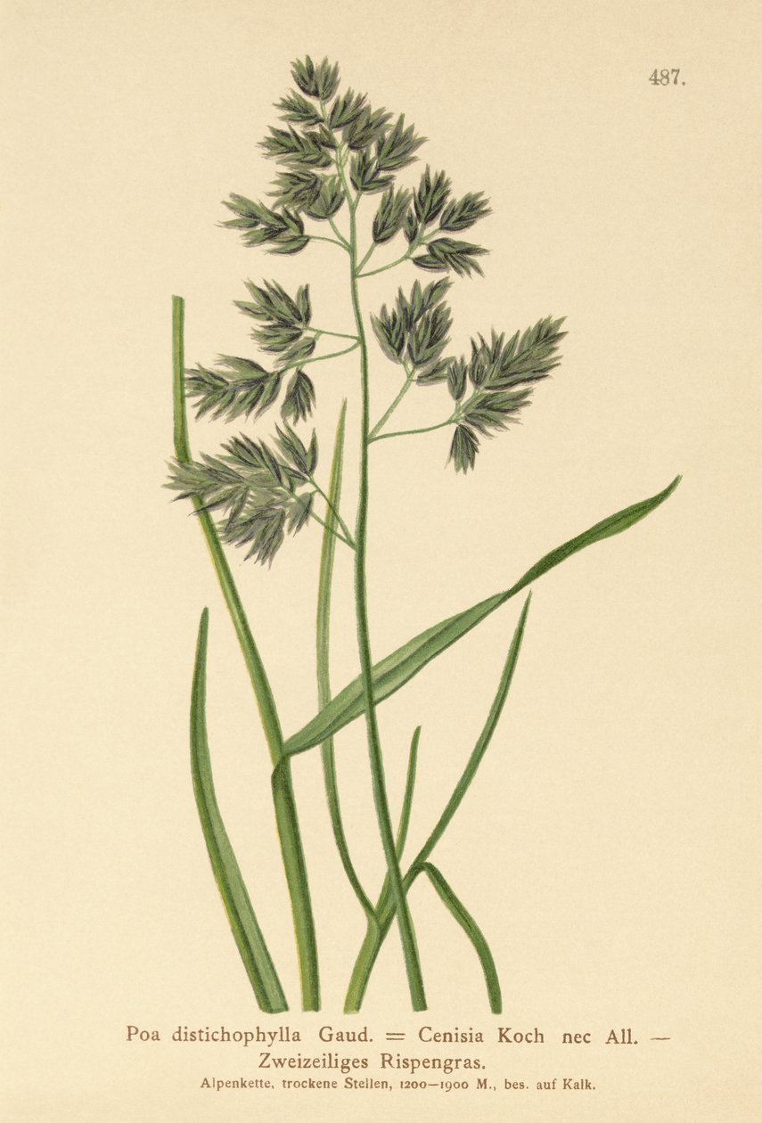 Bluegrass (Poa distichophylla, Poa Cenisia, Poa contracta, Poa fontqueri, Poa oreophila, Poa psychrophila) od German School