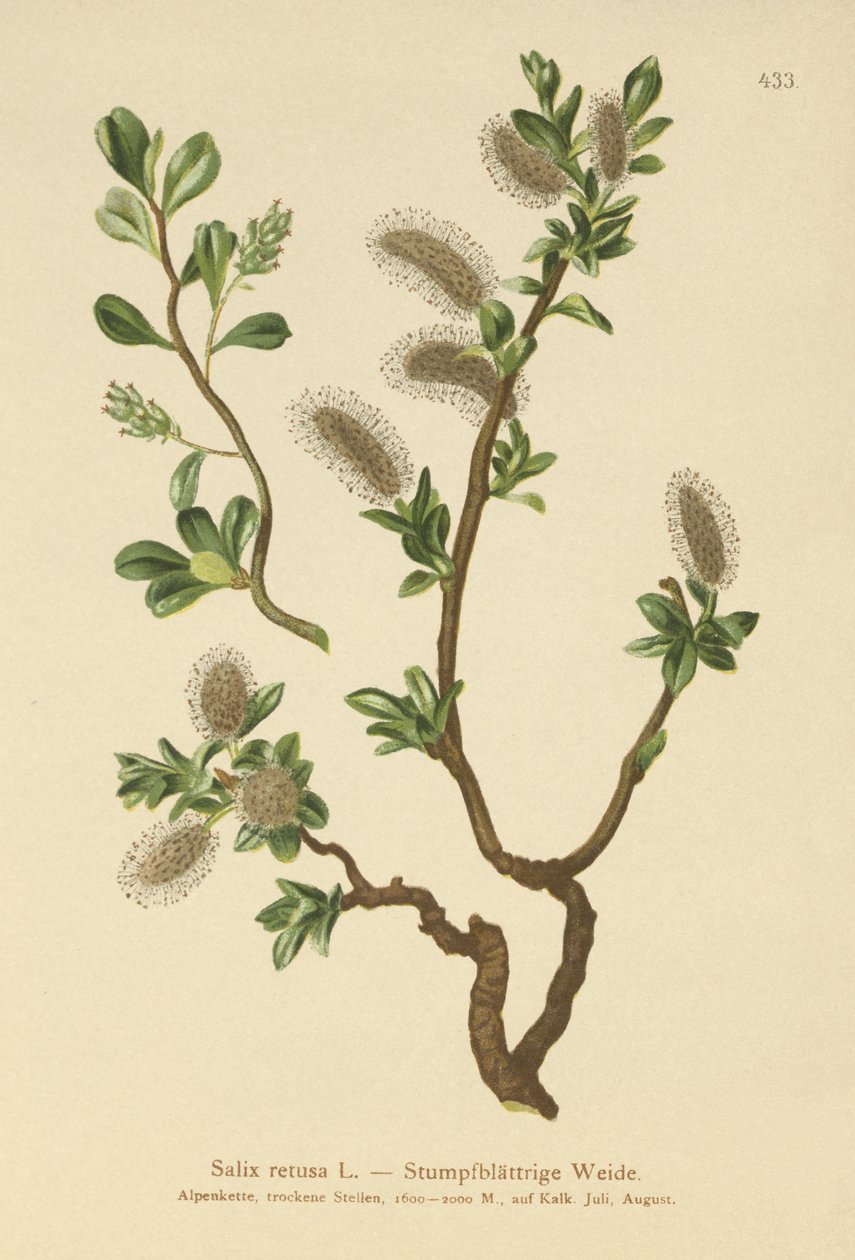 Vrba tupolistá (Salix retusa) od German School