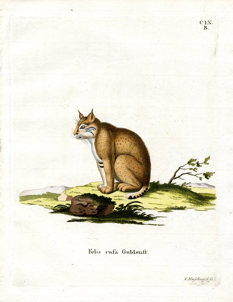 Bobcat (barevná rytina) od German School