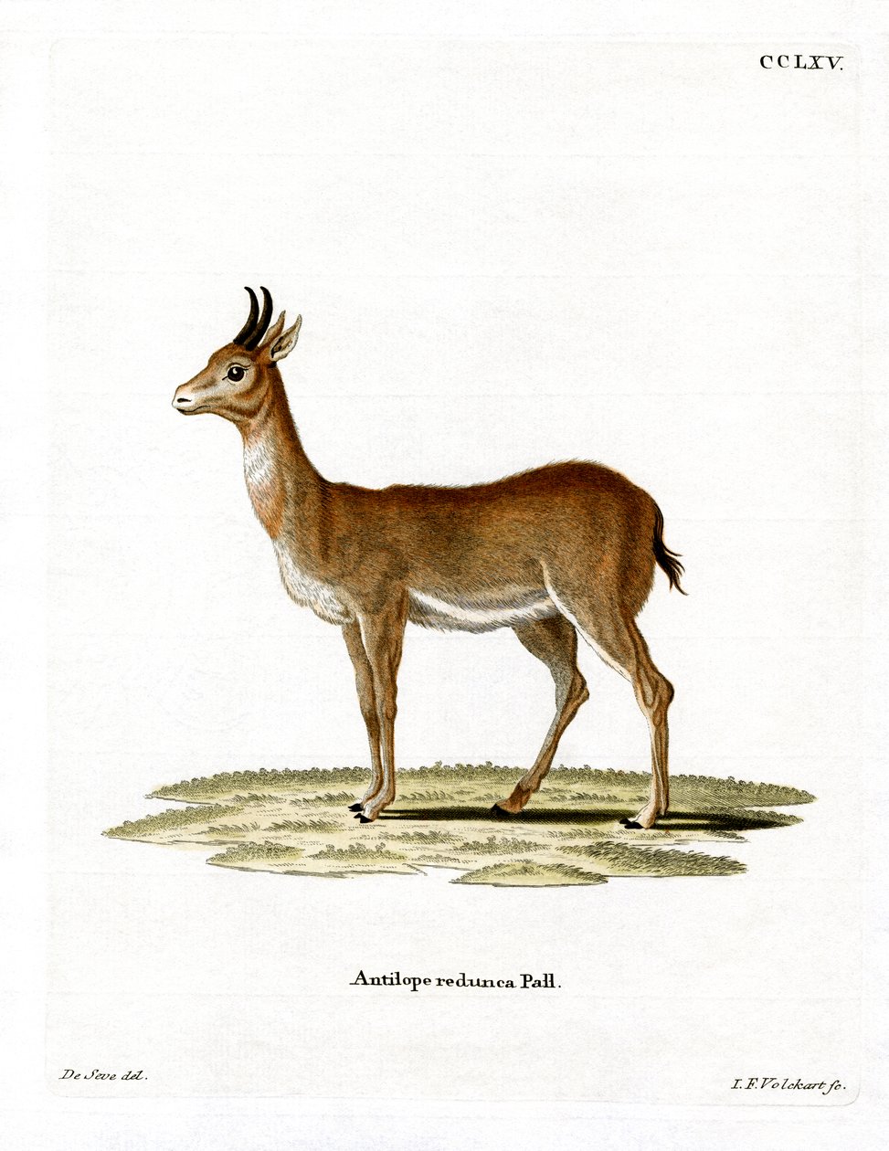Bohor Reedbuck (barevná rytina) od German School