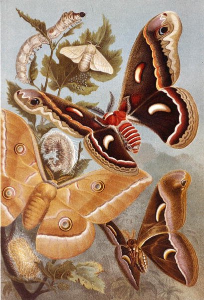 Bombycoid Moths, deska z "Brehms Tierleben: Allgemeine Kunde des Tierreichs", sv. 9, str. 410, vydal Bibliographisches Institut od German School