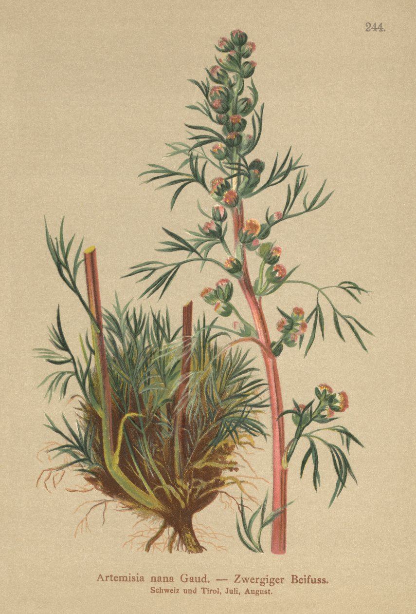 Pelyněk boreální (Artemisia nana, Artemisia borealis) od German School