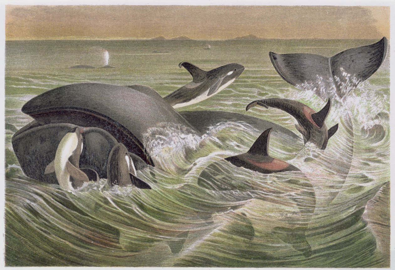 Bowhead and Killer Whales, deska od Brehmse Tierleben: Allgemeine Kunde des Tierreichs, sv. 3, str. 600, vydal Bibliographisches Institut, 1891 od German School