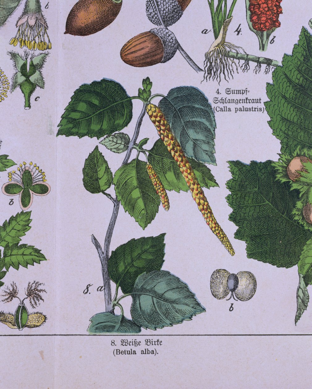 Větev stříbrné břízy, z knihy o systému klasifikace Carolus Linnaeus od G.H. von Schubert od German School