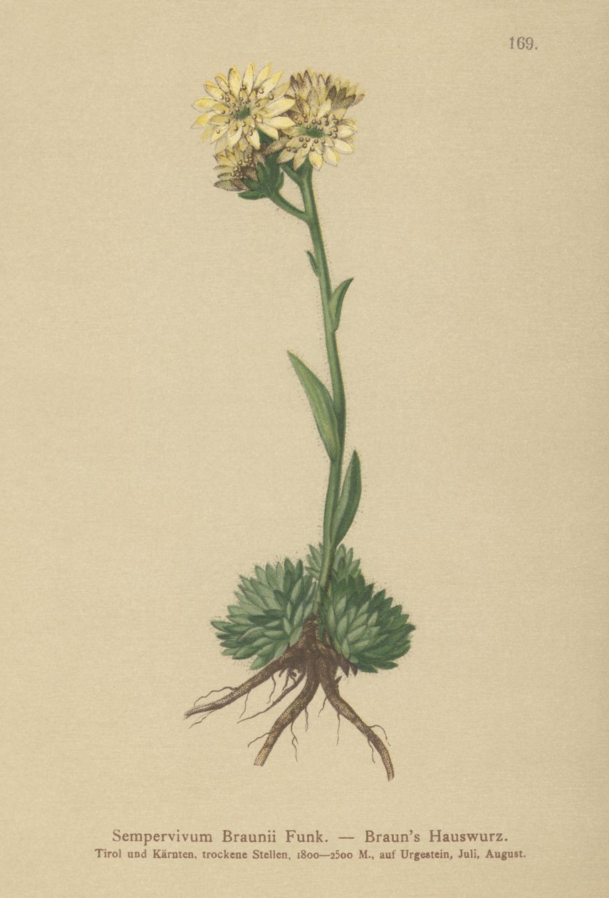 Slepice a kuřata Brauns (Sempervivum Braunii) od German School